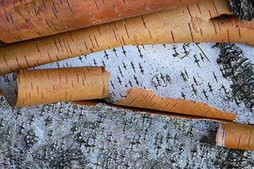 Лечебные свойства бересты